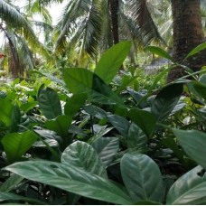 Bibit Kopi Liberika Liberoid Meranti 1,2 -Kepulauan Merantai, Riau